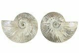 Cut & Polished, Agatized Ammonite Fossil - Madagascar #234413-1